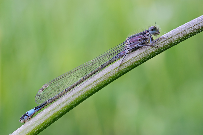 Ischnura elegans?